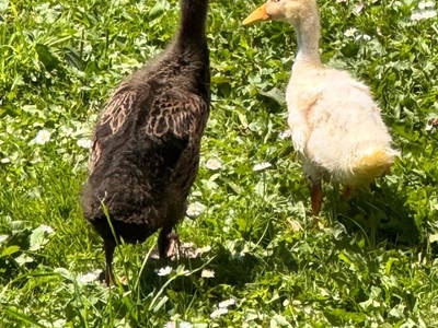 Bild 81 aus  Wallneralm