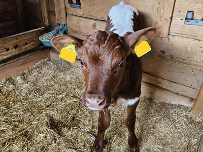 Bild 19 aus  Peterlehen