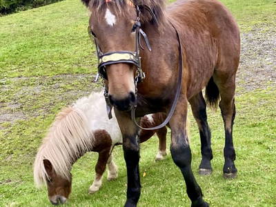 Bild 50 aus  Schlickenhof