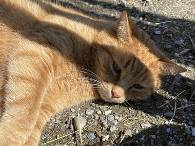 Bild 14 aus  Pechhof