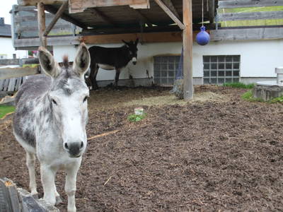 Bild 163 aus  Rimmlhof & Rimmlstube