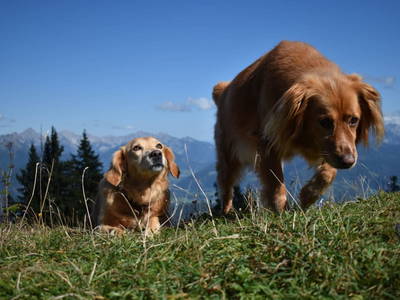 Bild 69 aus  Jagahütte