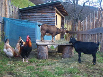 Bild 33 aus  Bio und Bergbauernhof Saller 