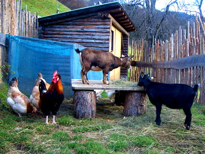 Bild 27 aus Bio und Bergbauernhof Saller