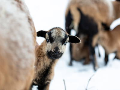 Bild 60 aus  Biohof Greflgut