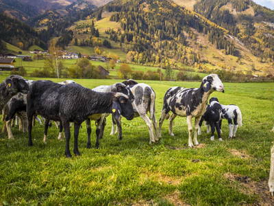 Bild 46 aus  Lacknerhütte