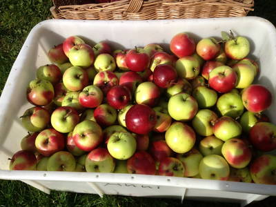 Bild 48 aus  Biohof Seidl