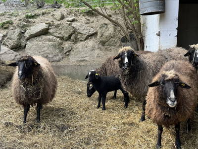 Bild 29 aus  Gsangerer