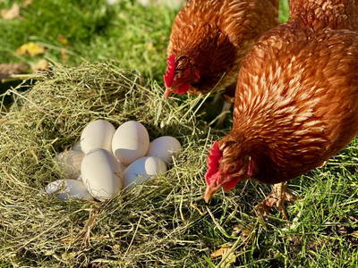 Bild 93 aus  Ederbauer