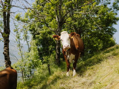Bild 27 aus  Oberrieserhof