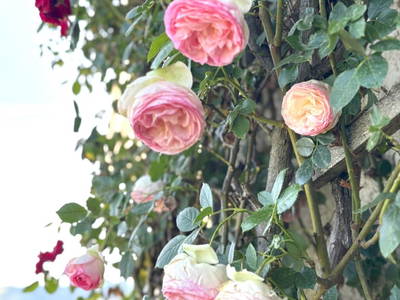 Bild 62 aus  Weingut Dworschak