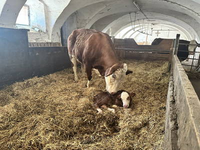 Bild 179 aus  Ferienhof Kirchbichl