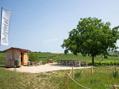 Bild 15 aus  Rebenhof