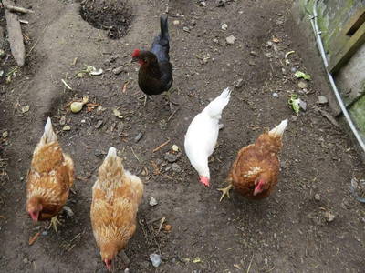 Bild 84 aus  Landhaus Dorfer - Obergollegg