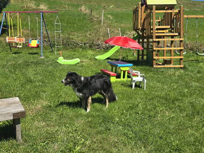 Bild 28 aus  Willkommen bei Familie Gutmann  auf dem Itzenwaldhof