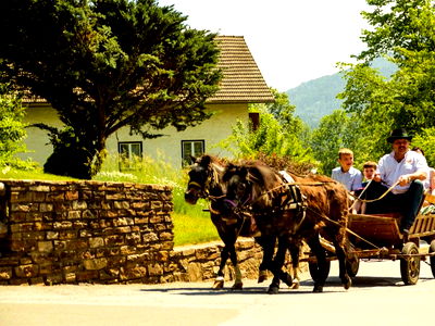 Bild 32 aus Pension Zechnerhof