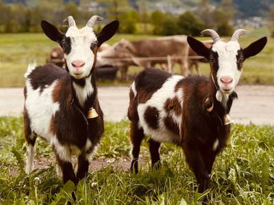 Bild 6 aus  Tuscherhof