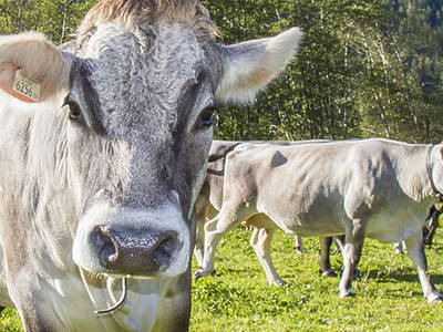 Bild 42 aus  Ausserwieserhof Kaser