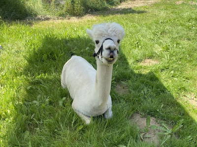 Bild 95 aus  Biohof Kroisleitner