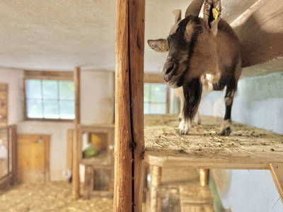 Bild 164 aus  Erbhof Hinting + Appartementhaus Hinting