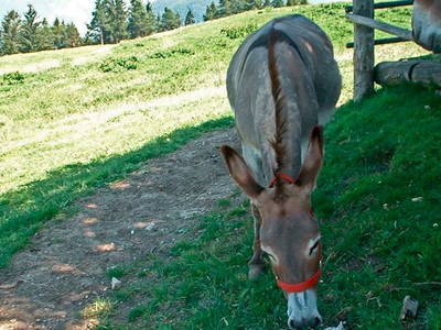Bild 8 aus  Platzerhof