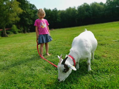Mit der Hofziege Rosalie spazieren gehen