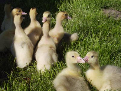 Gänse- und Entenküken