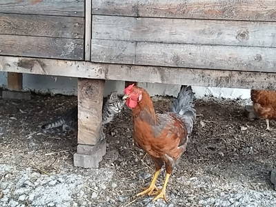 Bild 98 aus  Alpenhof Grafleiten