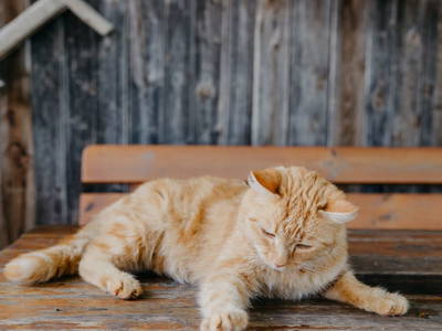 Bild 8 aus  Andis Reiterstüberl