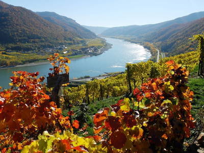 Bild 98 aus  Weingut STRAWANZER Donabaum