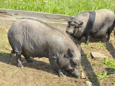 Bild 19 aus  Hacklhof