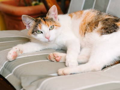 Bild 83 aus  Zechnerhof