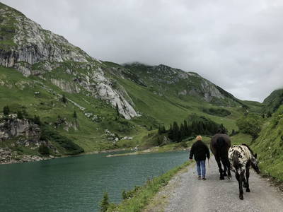 Bild 60 aus  Margreitterhof