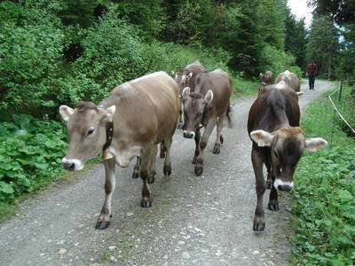 Bild 33 aus  Lichteben