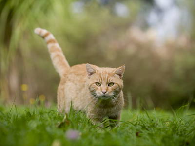 Bild 15 aus  Testhof UaB NÖ