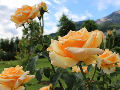 Bild 56 aus  Krösshof Rosen-Residenz