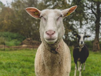 Bild 8 aus  Ferienhof Ostarle