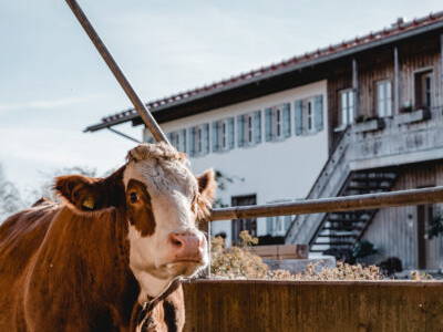 Bild 30 aus  Kimpelehof