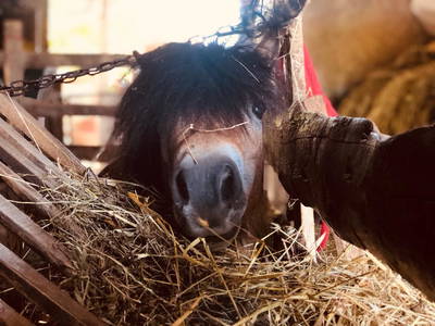 Bild 7 aus  Bauerhofurlaub zwischen den Touristenattraktionen Gardasee, Verona und Mantua