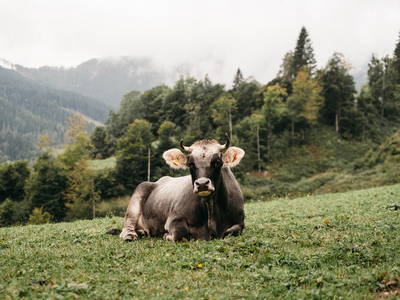 Bild 23 aus  LandSelection Proneben Gut