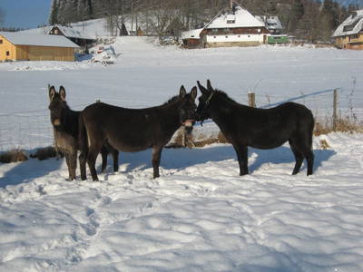 Bild 26 aus  Landhaus Rombach