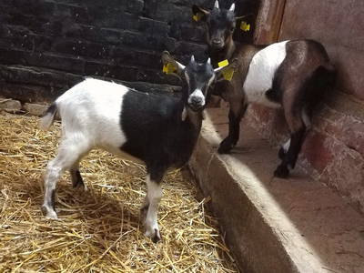 Bild 6 aus  Ferienhof Ritter im Harz