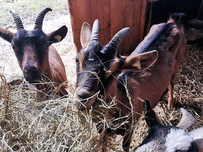 Bild 5 aus  Frankhof