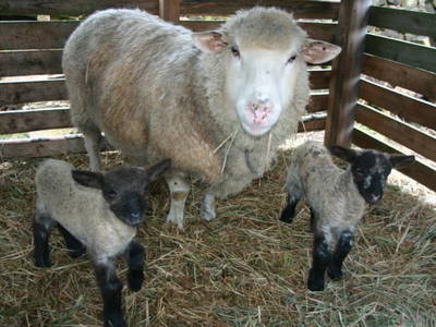 Bild 8 aus  Ferienhaus  Mecklenburg