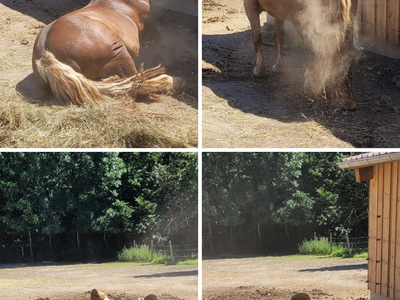 Bild 28 aus  Biobauernhof Peter Anderl Hof