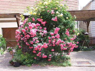 Bild 8 aus  Ferienbauernhof Gräbner