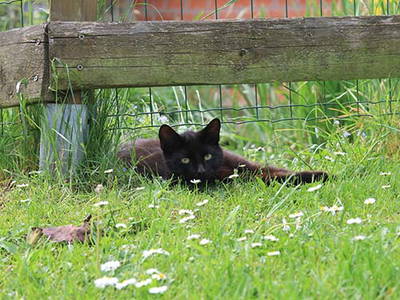 Bild 18 aus  Kaisers Hof - Urlaub auf dem Bauernhof