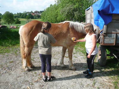 Bild 5 aus  Rhöner Haflingerhof