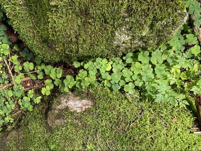 Bild 17 aus  Ferienwohnung Rüttwaldhof