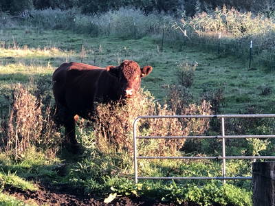 Bild 73 aus  Ostsee Ferienhof Kluvetasch